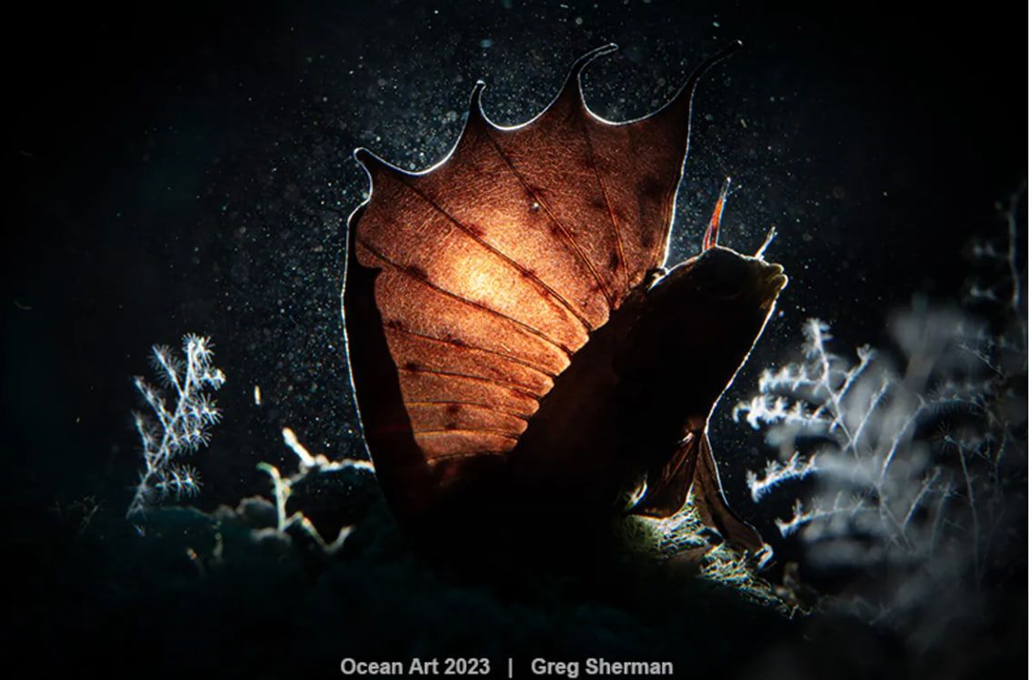 "Блені з підсвічуванням": почесна згадка в категорії "Макрозйомка"