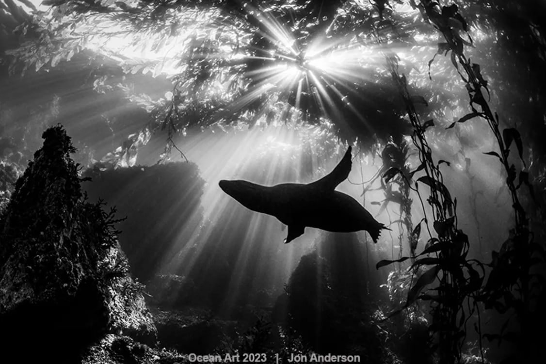 "Післяполуденна акробатика": Друге місце в категорії "Чорно-біле"