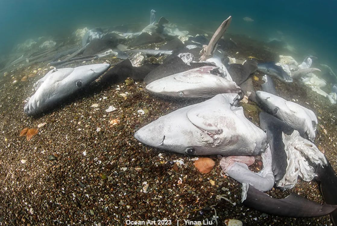 "Різня": друге місце в категорії "Підводна охорона"