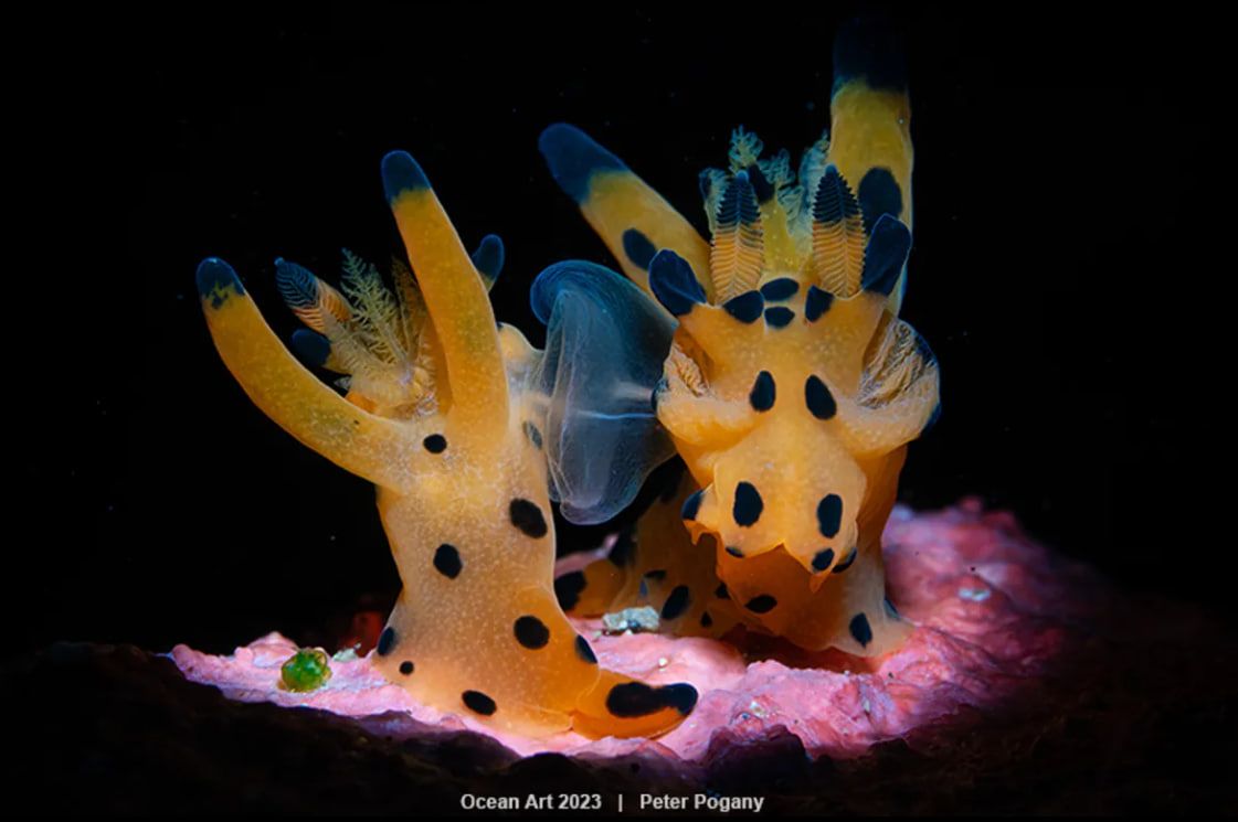 "Після весілля": Перше місце в категорії "Голожиберні"