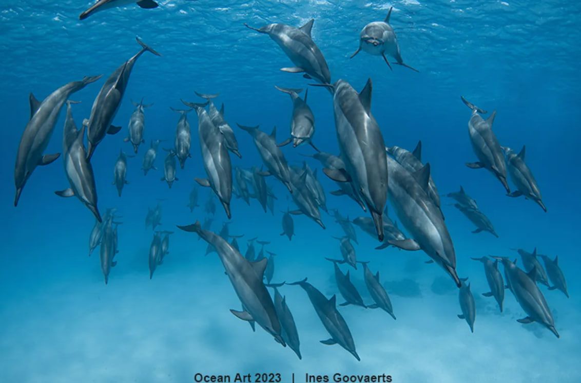 "Spinner Stampede": друге місце в категорії "Широкий кут"