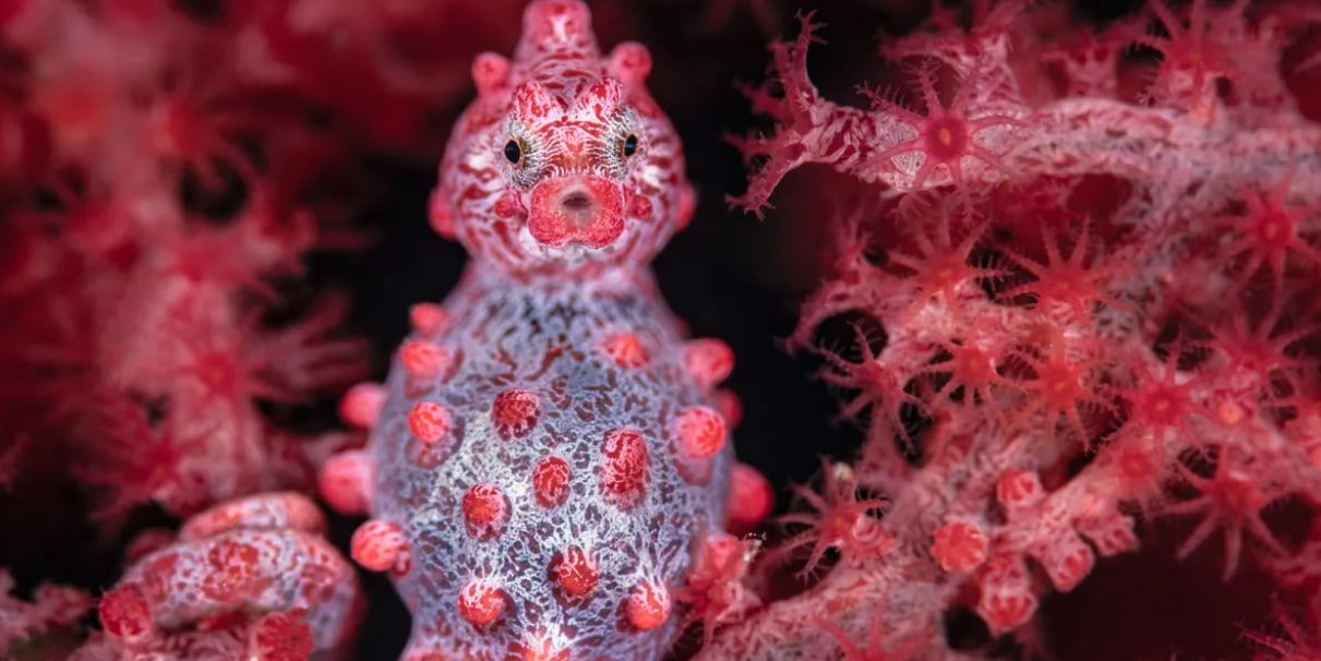 Байрон Конрой посів 2-е місце у категорії «Макро» за цей знімок карликового морського ковзана в протоці Лембе, Індонезія.