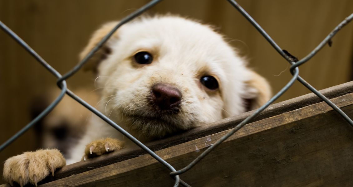 Цей день закликає діяти й змінювати на краще життя тваринок, що потребують нашої турботи Цей день закликає діяти й змінювати на краще життя тваринок, що потребують нашої турботи