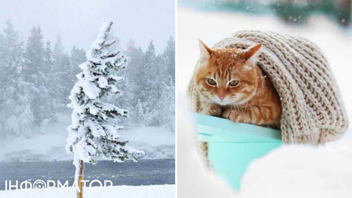 Кіт та дерево