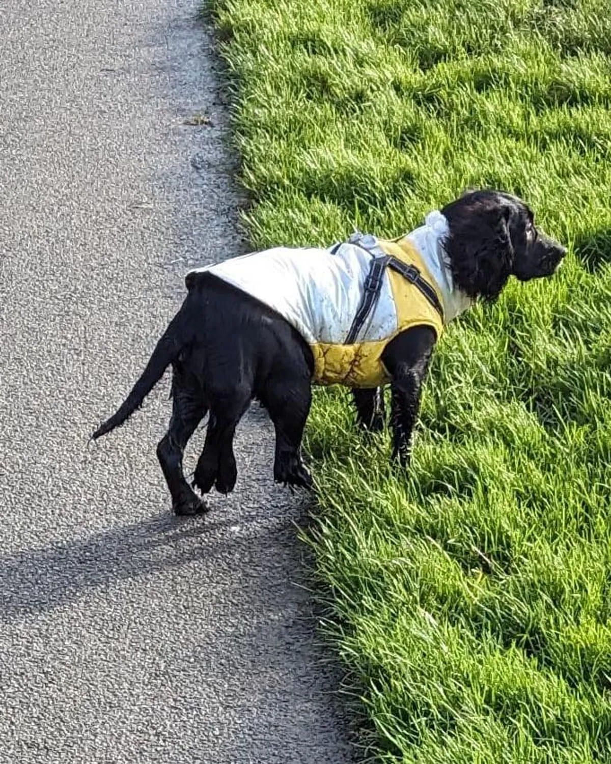 Ариэль удачно прооперировали, она начнет нормально ходить!
