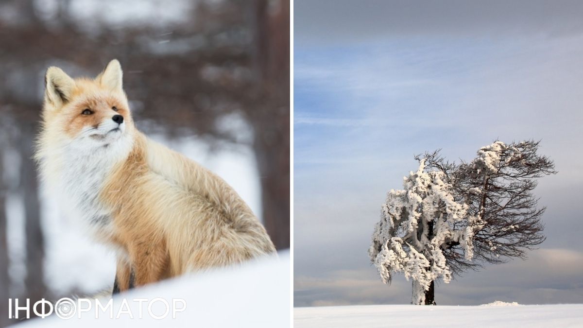 Вітер та лисиця