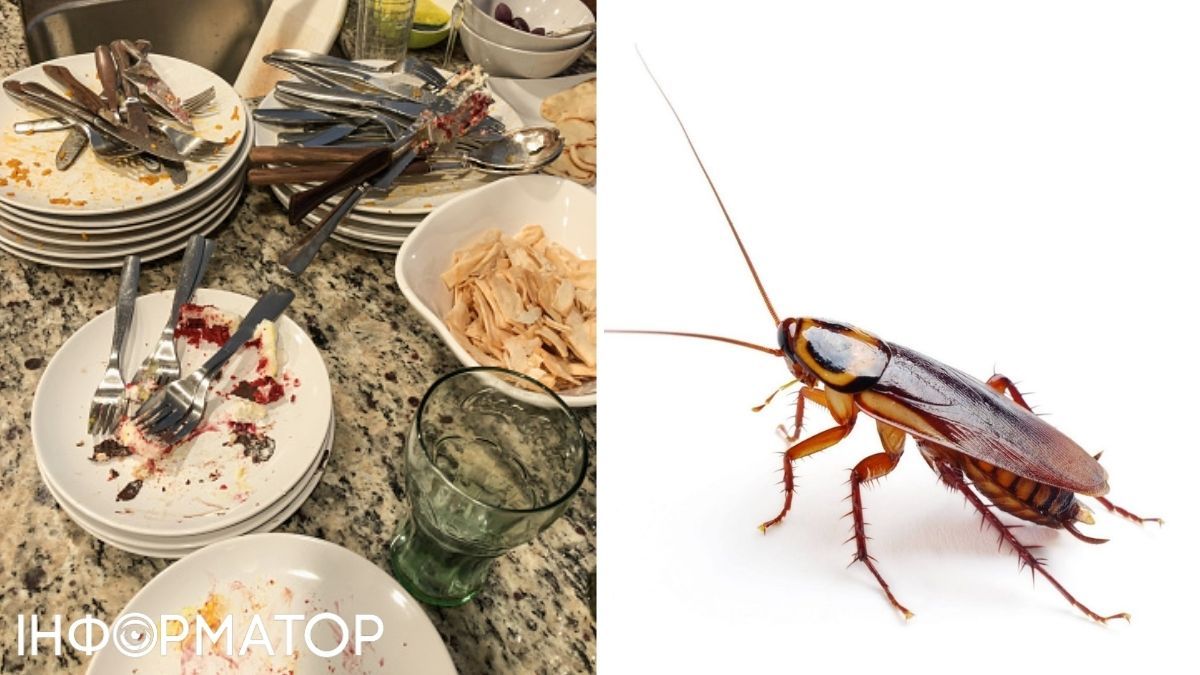 Тарган і брудний посуд