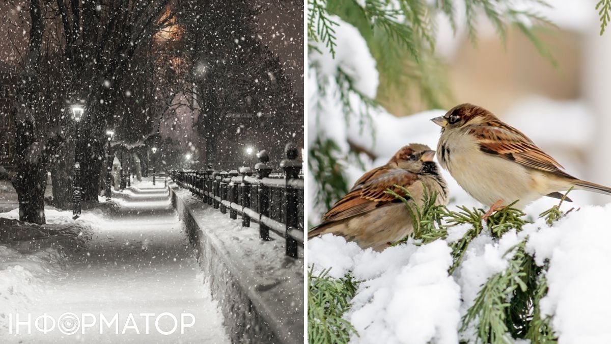 Птицы и снег