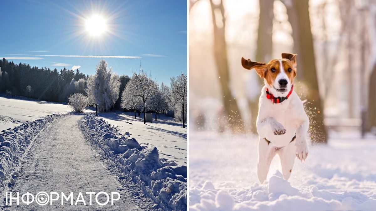 Собака та сніг