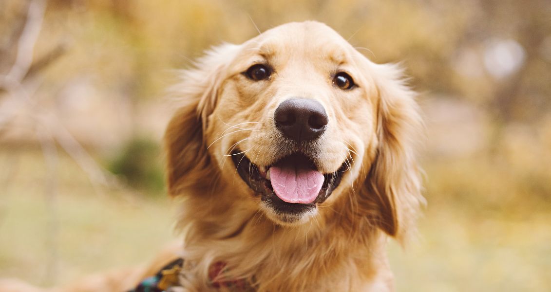 Попри те, що золотисті ретривери не є професійними охоронцями, їхня мила вдача зробила їх третьою за популярністю породою сімейних собак у Сполучених Штатах Попри те, що золотисті ретривери не є професійними охоронцями, їхня мила вдача зробила їх третьою за популярністю породою сімейних собак у Сполучених Штатах