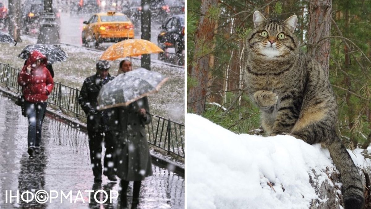 Сніг та кіт