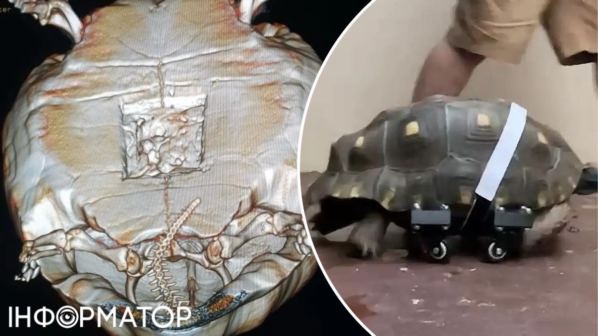 Тепер черепашка їздитиме на колесах. Тепер черепашка їздитиме на колесах.