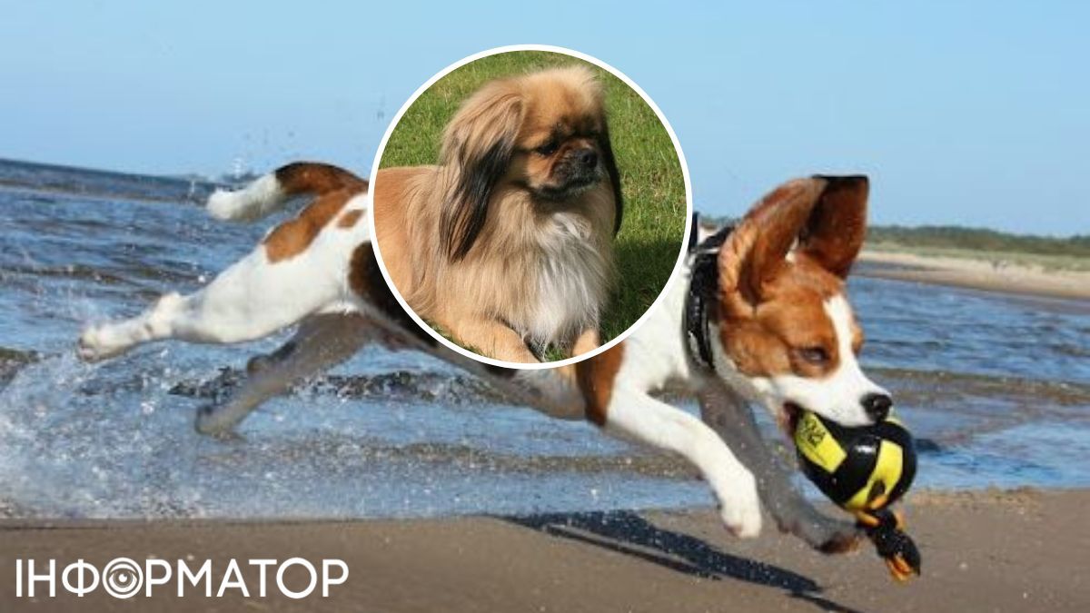 Предыдущее исследование утверждало, что именно скрещенные породы живут дольше. Предыдущее исследование утверждало, что именно скрещенные породы живут дольше.