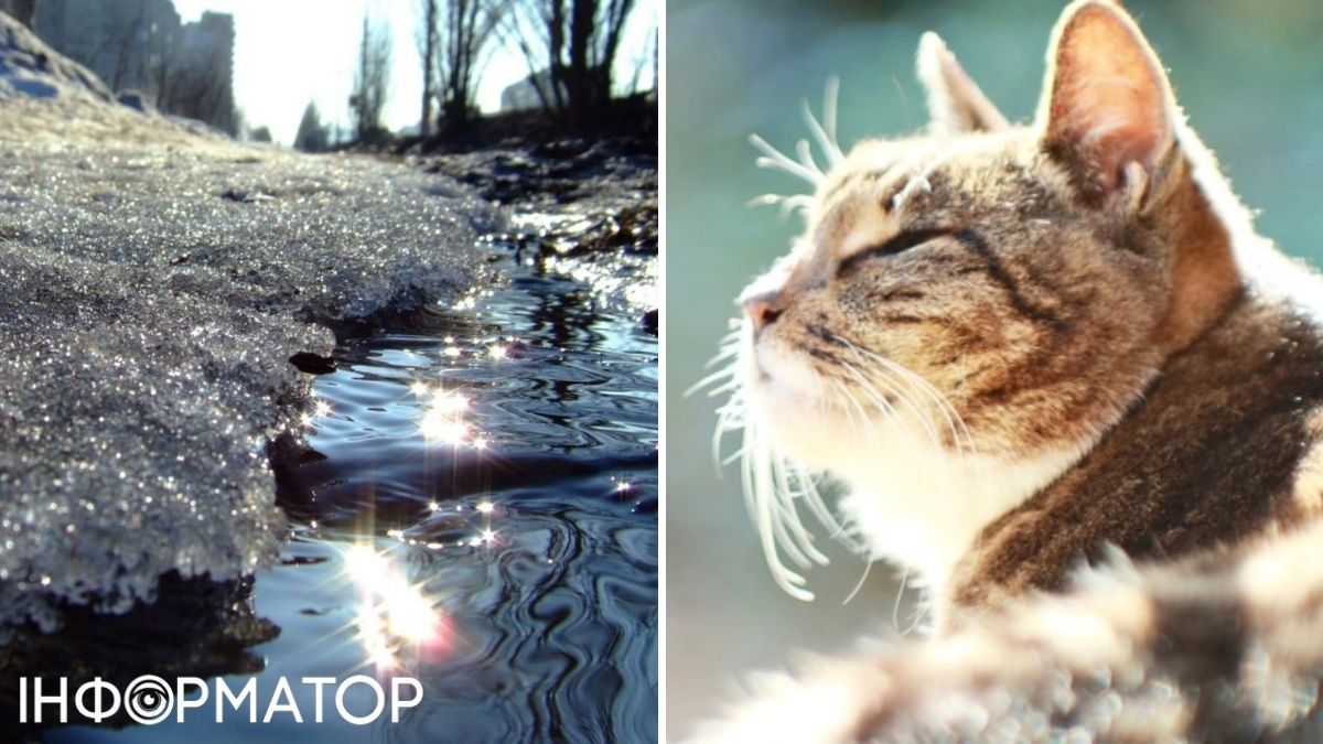 Кіт та сніг