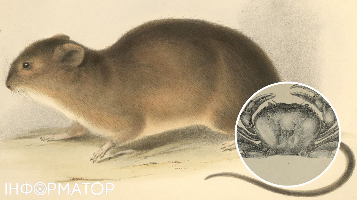 Даврін вивчав роботи інших учених. Даврін вивчав роботи інших учених.