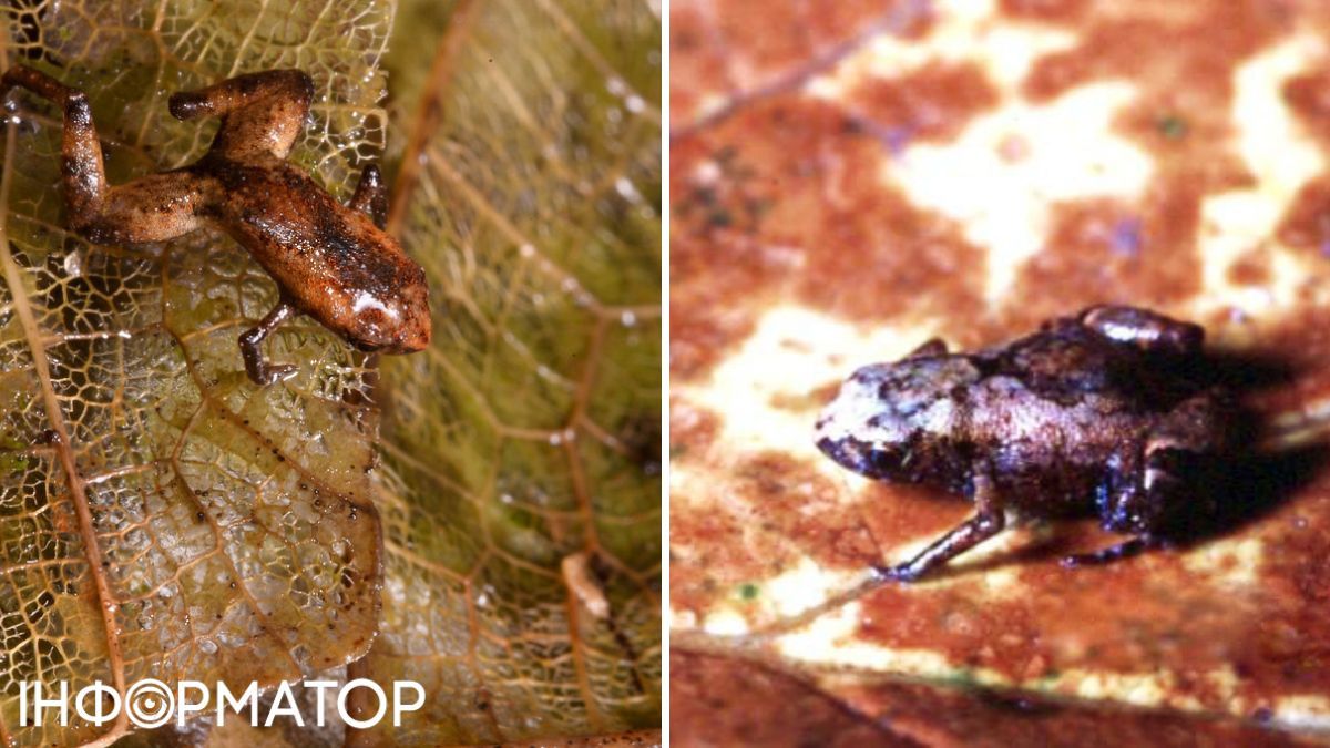 Брахицеал отжал титул малейшей лягушки у других земноводных:) Брахицеал отжал титул малейшей лягушки у других земноводных :)