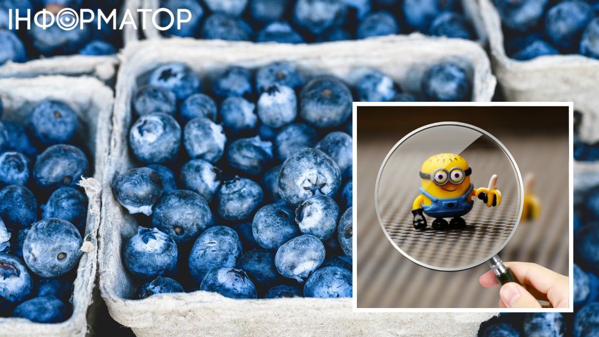 Исследователи присмотрелись к чернике внимательнее и увидели интересное! Исследователи присмотрелись к чернике внимательнее и увидели интересное!