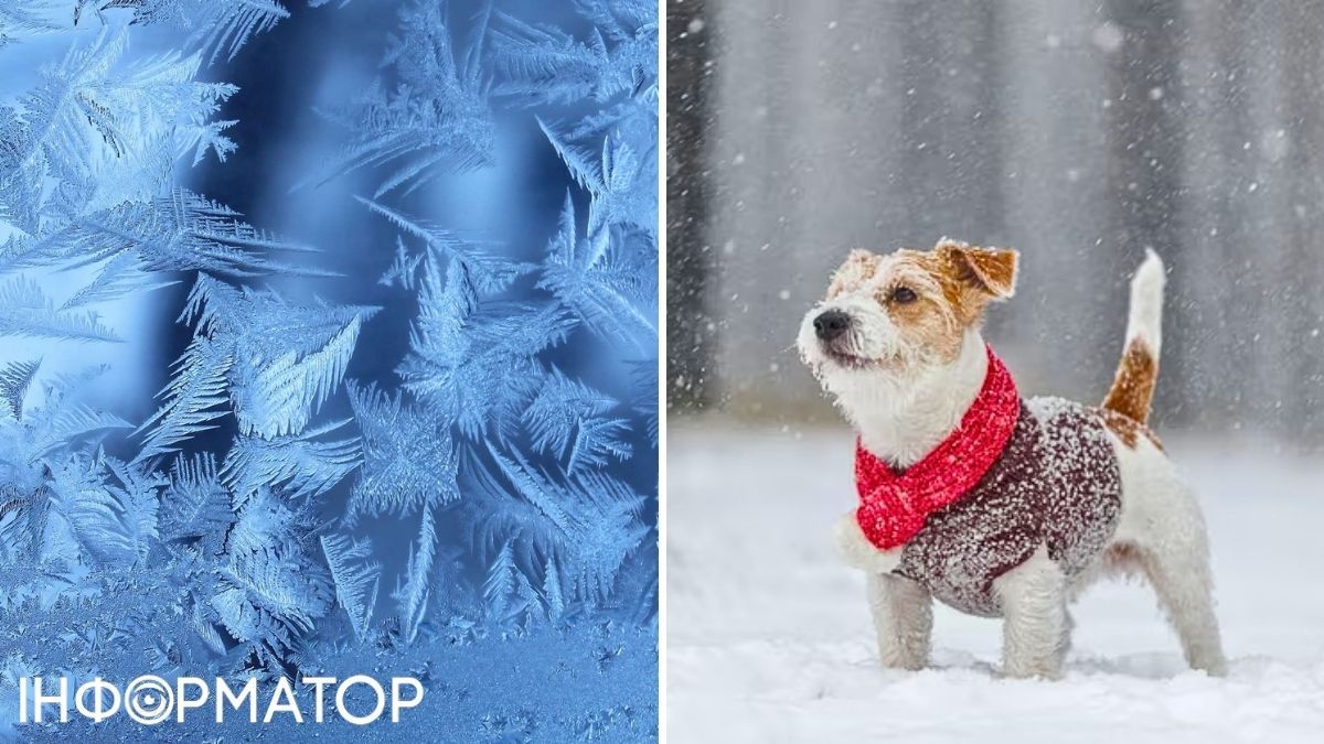 Собака и мороз