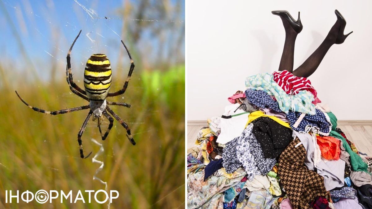 Павук та одяг