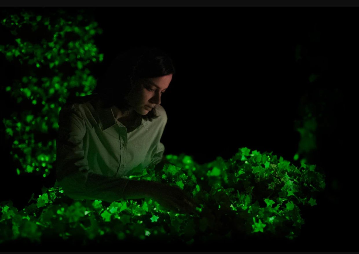 Петунію Світлячок можна посадити і на вулиці, влаштувавши сад, що світиться. Петунію Світлячок можна посадити і на вулиці, влаштувавши сад, що світиться.