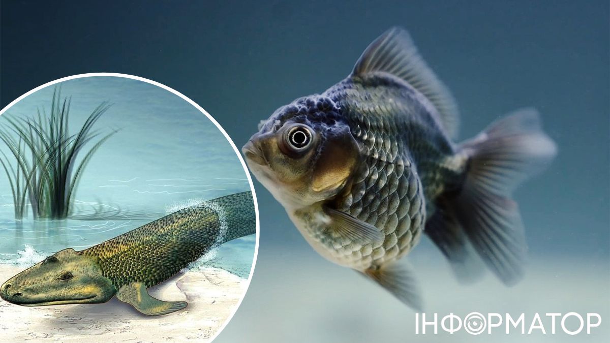 Однажды рыба вышла из воды на сушу, уже имея при себе легкие.. Однажды рыба вышла из воды на сушу, уже имея при себе легкие..