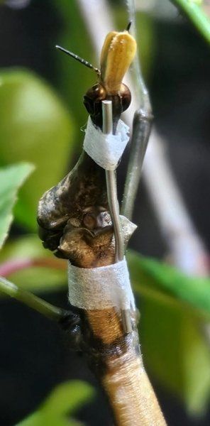 Насекомое носило повязку около четырех дней, чтобы ее экзоскелет затвердел Насекомое носило повязку около четырех дней, чтобы ее экзоскелет затвердел