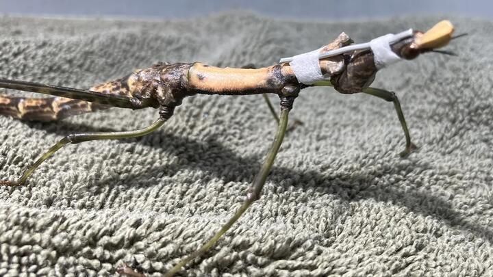 Без такого "корсета", скорее всего, пришлось бы усыпить Без такого "корсета", скорее всего, пришлось бы усыпить