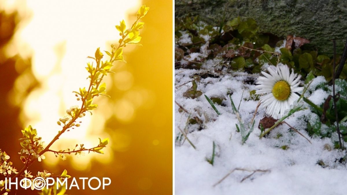 Квітка та сонце