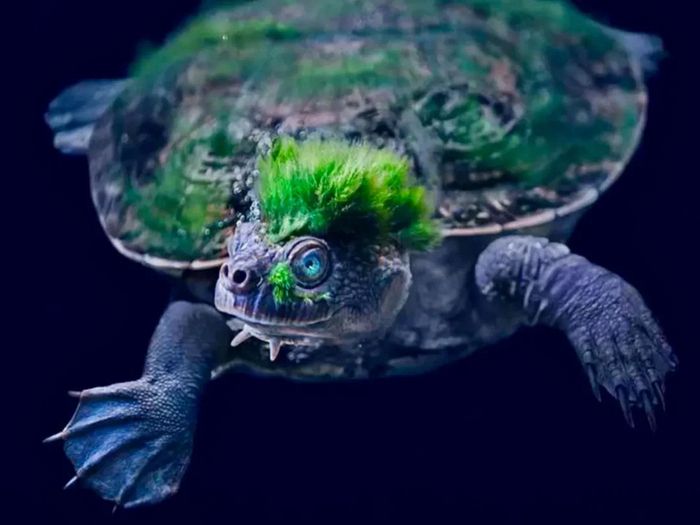 Річкова черепаха Мері може проводити дні під водою завдяки спеціальному органу всередині її клоаки. Річкова черепаха Мері може проводити дні під водою завдяки спеціальному органу всередині її клоаки.