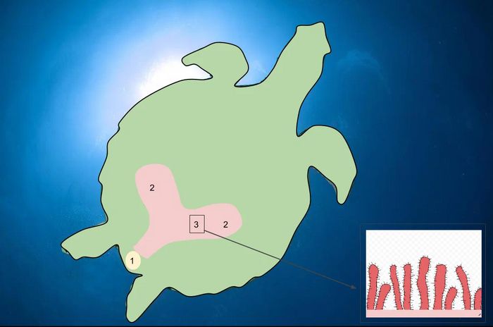 Рожевий пофарбовані клоаку. І вся вона працює на прийом кисню Рожевий пофарбовані клоаку. І вся вона працює на прийом кисню