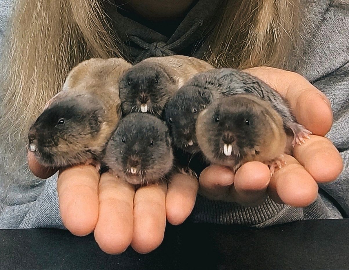 Слепушонки отлично живут и размножаются без Y-хромосомы. Слепушонки отлично живут и размножаются без Y-хромосомы.