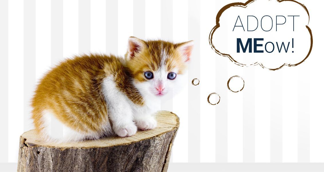 Цей день також дає можливість поінформувати громадськість про відповідальне володіння домашніми тваринами та важливість стерилізації котів, щоб запобігти перенаселенню