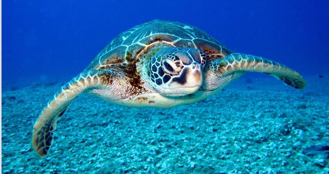 Сегодня на нашей планете обитает один процент диких животных от той численности, что населяли Землю за время ее существования