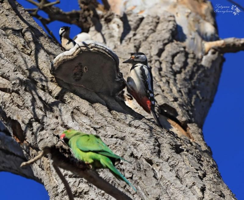 Бійк між дятлами і папугами у місцевому парку