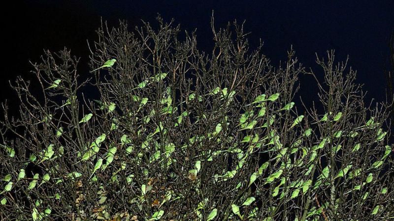 Десятки папуг Крамера ночують у парку Вормвуд Скрабс