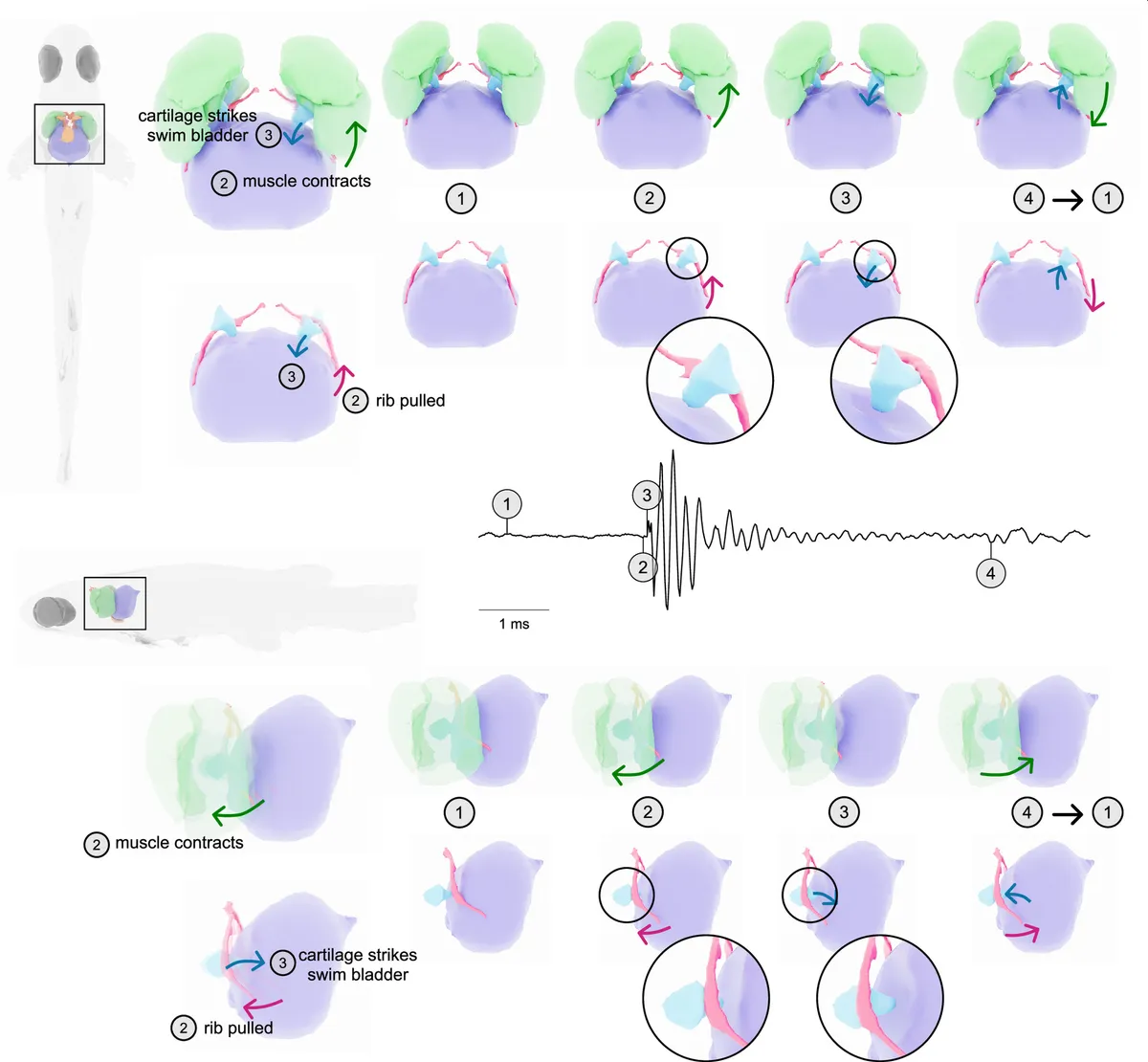 На схеме показано, как рыбка "производит" звук, похожий на пульс. На схеме показано, как рыбка "производит" звук, похожий на пульс.