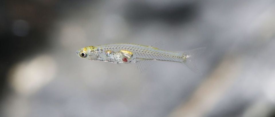 Эта прозрачная крошечная рыбка - ведет себя удивительно громко! Эта прозрачная крошечная рыбка - ведет себя удивительно громко!