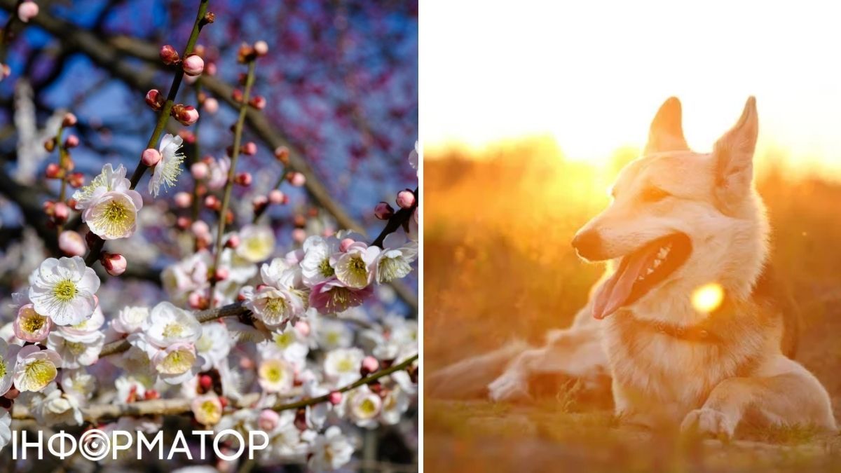 Квіти та собака