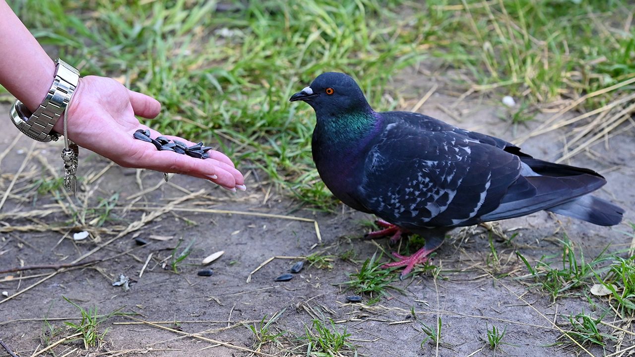 Переносити вірус можуть звичайні голуби.
