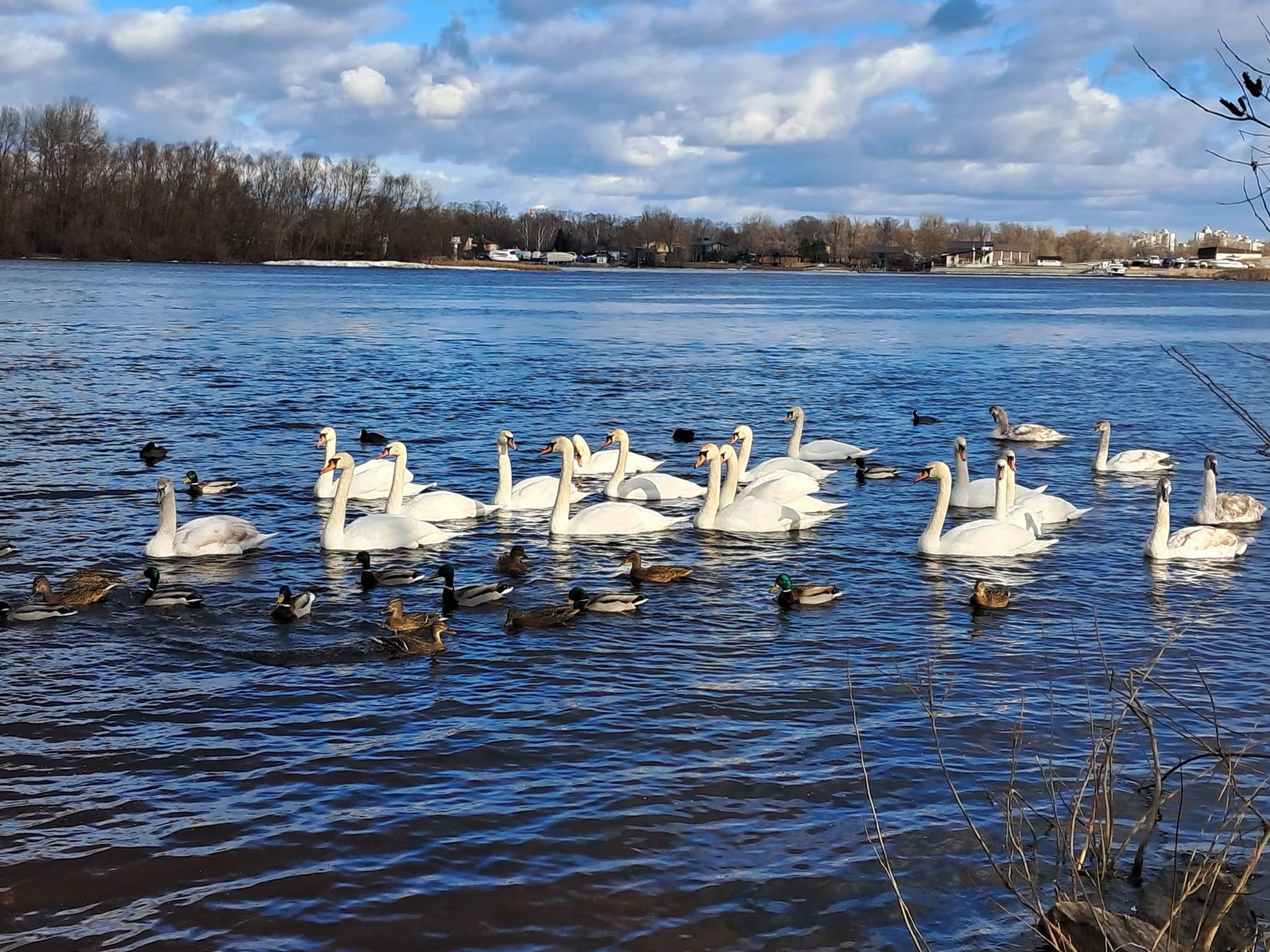 Зазвичай джерелом інфекції є водоплавні дикі птахи.