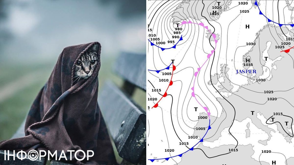 Кот и карта