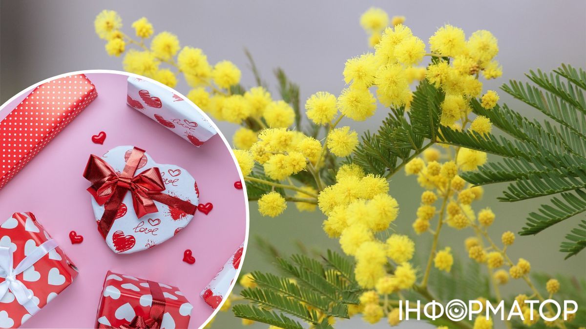 Гілочка мімоза була офіційним символом радянського 8 березня. Гілочка мімоза була офіційним символом радянського 8 березня.