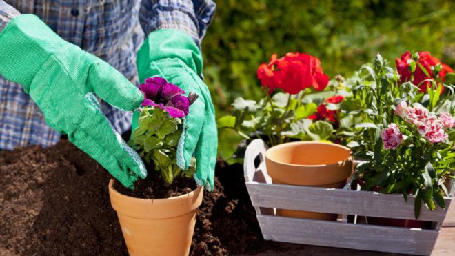 Опытные цветники советуют держать растения на солнце и поддерживать влажную почву, в которой они растут