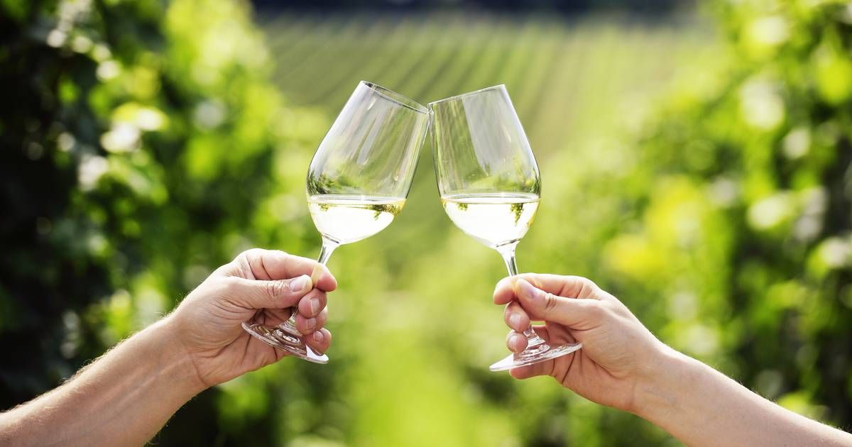 Вино также характеризуется высокой кислотностью, что придает ему яркий и освежающий вкус, хорошо сочетающийся с разными блюдами Вино также характеризуется высокой кислотностью, что придает ему яркий и освежающий вкус, хорошо сочетающийся с разными блюдами