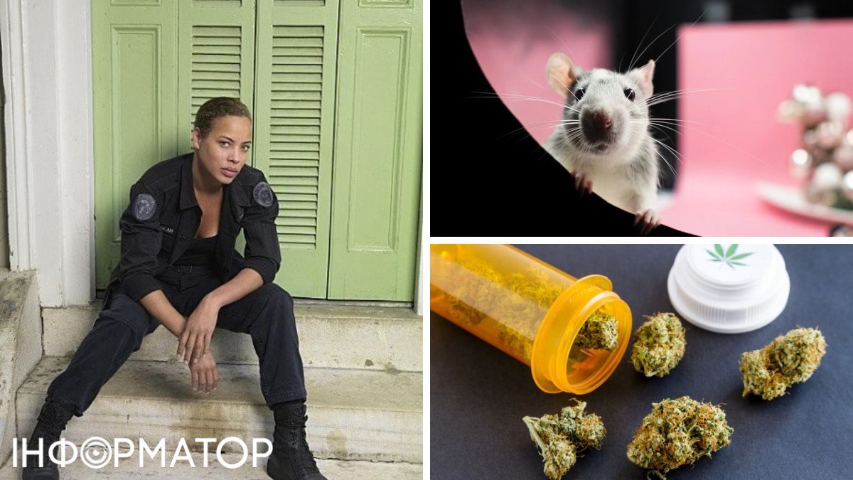 Молодежь, которая трудоустраивается до полиции, не слишком хочет проводить время в компании обкуренных крыс Молодежь, которая трудоустраивается до полиции, не слишком хочет проводить время в компании обкуренных крыс