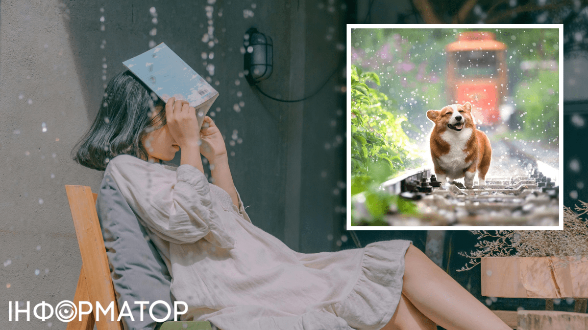 дождь, собака