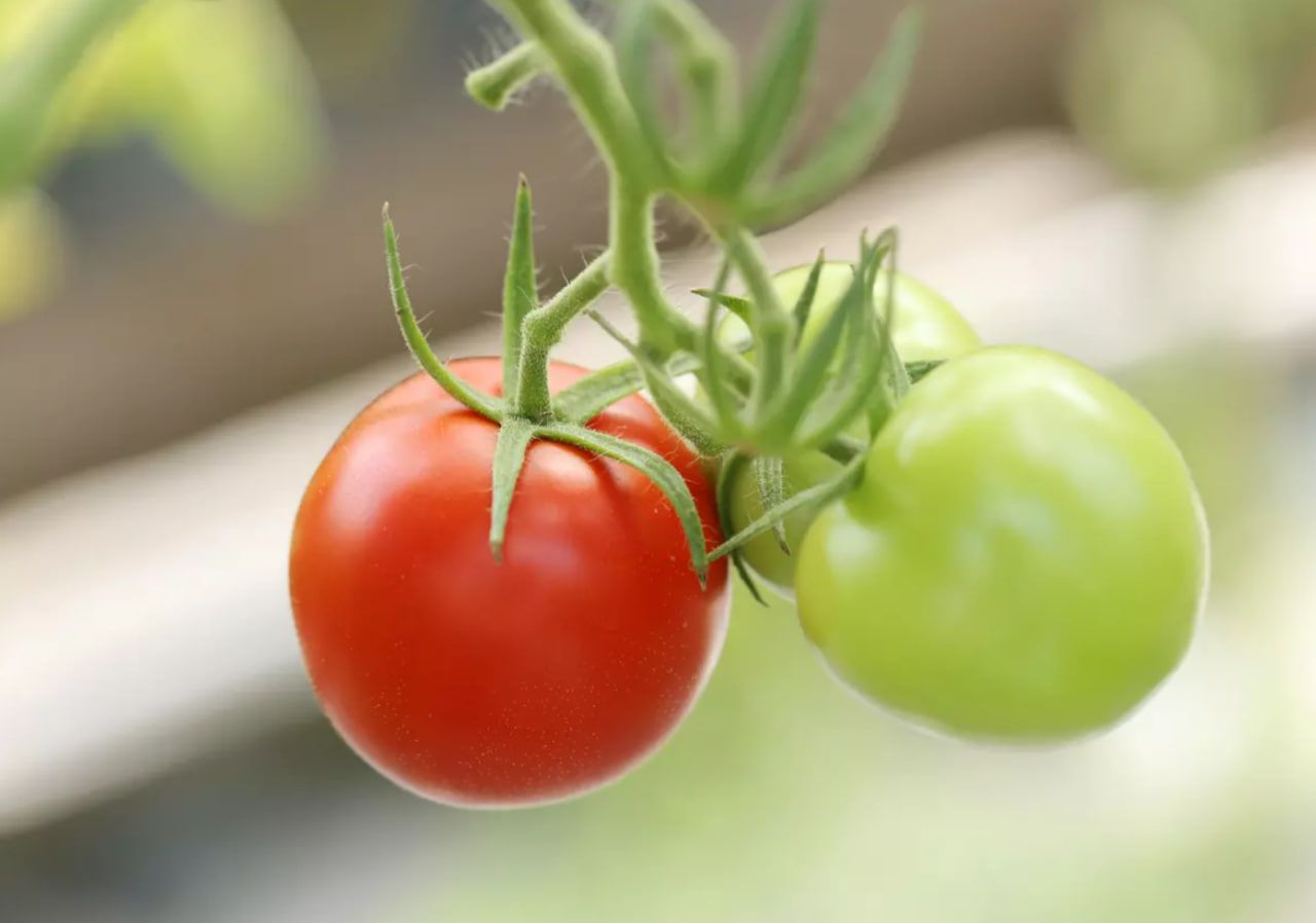 Зелені помідори при правильному догляді легко перетворюються на червоні. Зелені помідори при правильному догляді легко перетворюються на червоні.