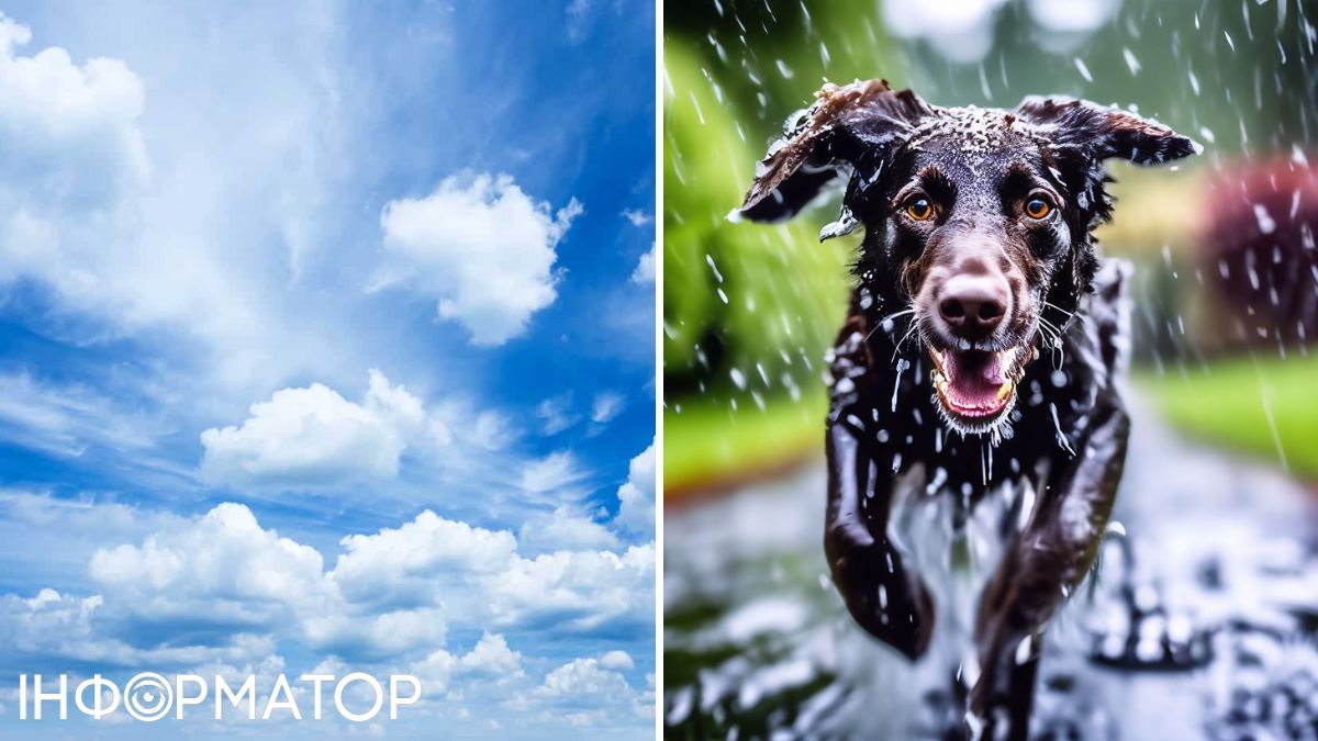 Собака и облака