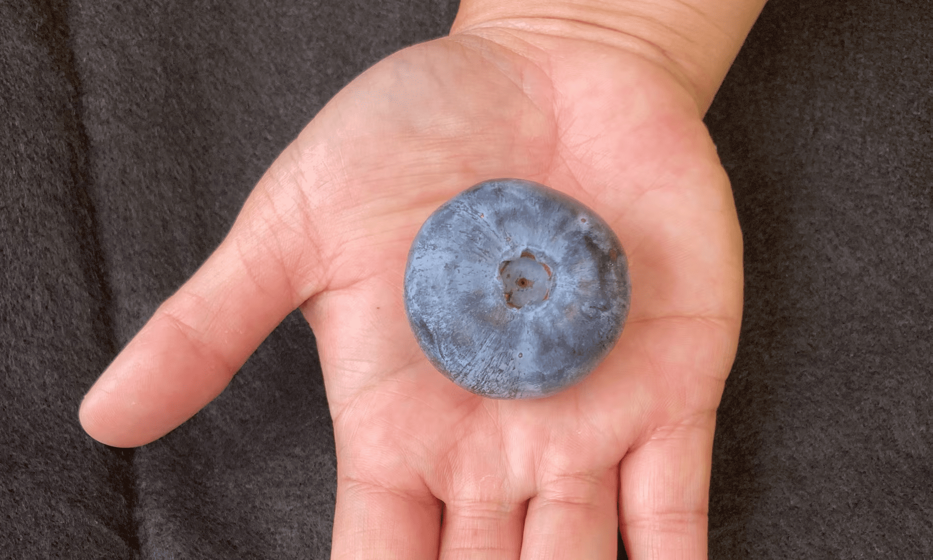 Її ширина становить 39,31 мм Її ширина становить 39,31 мм