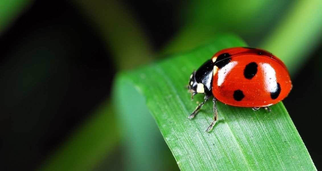 Праця таксономіста дуже кропітка та відповідальна, тому 19 березня - гарний привід привітати фахівців та подякувати їм за роботу Праця таксономіста дуже кропітка та відповідальна, тому 19 березня - гарний привід привітати фахівців та подякувати їм за роботу